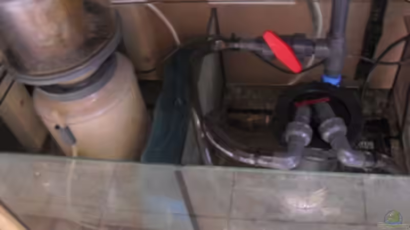 Technik im Aquarium Gesellschaftsbecken von Madoxl (24)