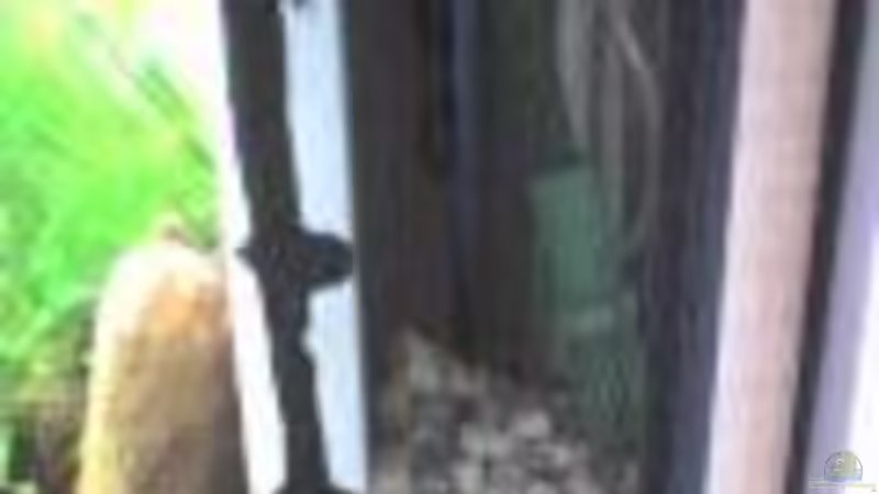 Technik im Aquarium Görlitzer Wasser von kleines becken (28)