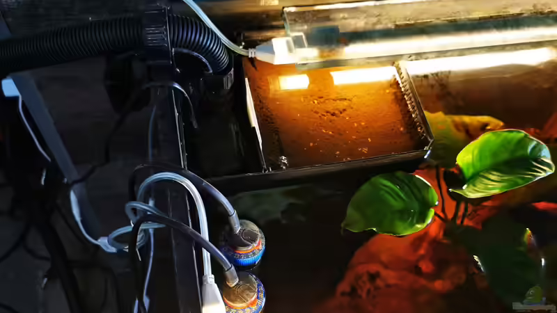 Technik im Aquarium Golden River von Aquaristik NaturBegabt (11)