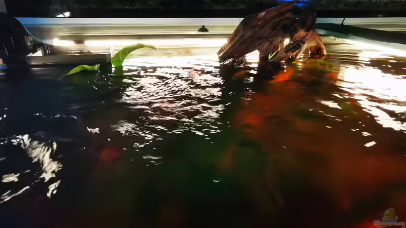 Technik im Aquarium Golden River von Aquaristik NaturBegabt (12)