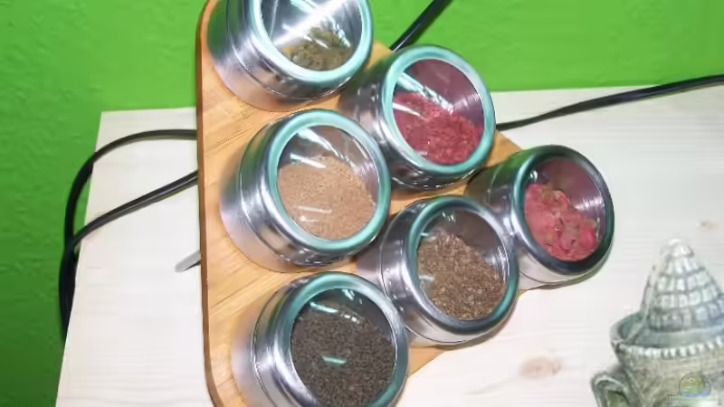 Technik im Aquarium Guppybach-Paludarium - einheimische Guppies von schnitzler (29)