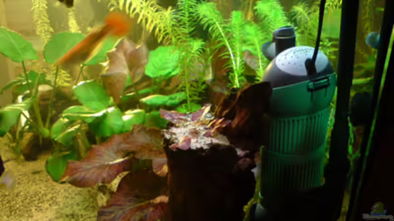 Technik im Aquarium Guppyland von Alexander Wechsler (8)