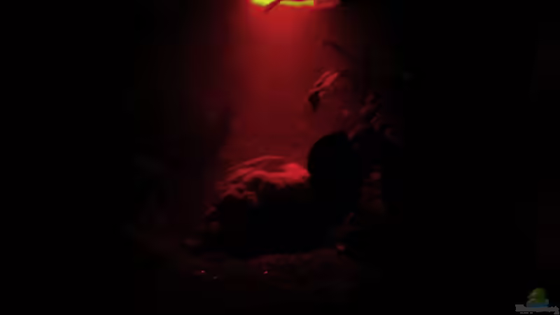 Technik im Aquarium Höhlenbecken von Falk (15)