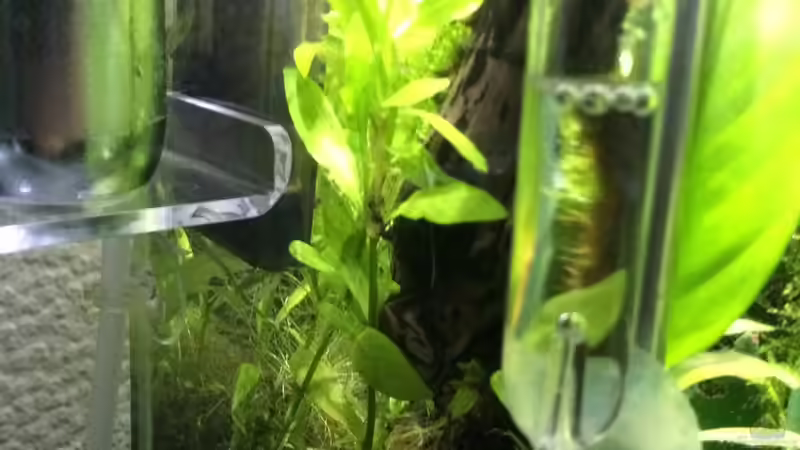 Technik im Aquarium i love leaves ! von Ayahuasca (141)