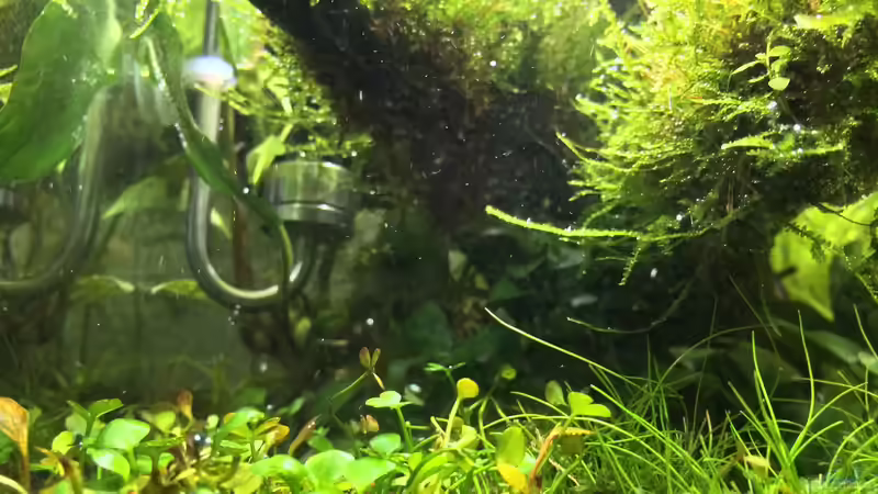 Technik im Aquarium i love leaves ! von Ayahuasca (142)
