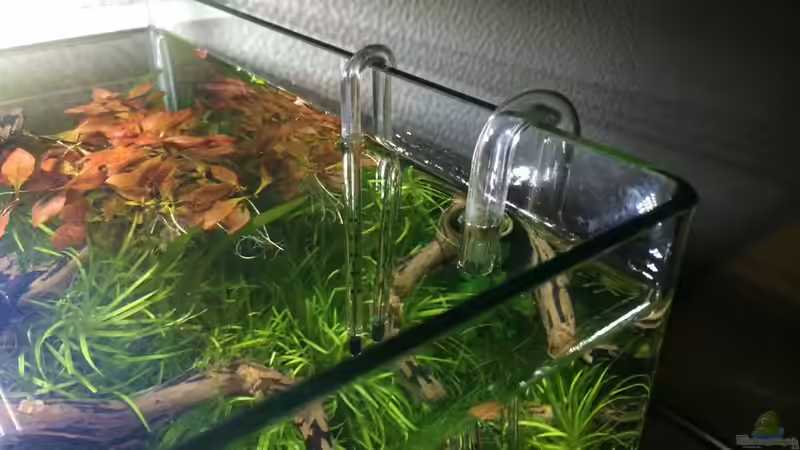 Technik im Aquarium i love leaves ! von Ayahuasca (146)