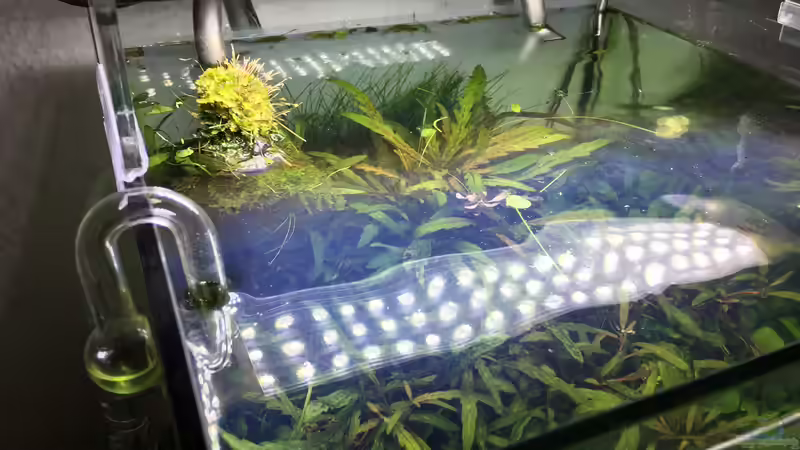 Technik im Aquarium i love stones, again ! von Ayahuasca (20)