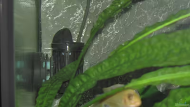 Technik im Aquarium Juwel 260 vision von Bäumchen (11)