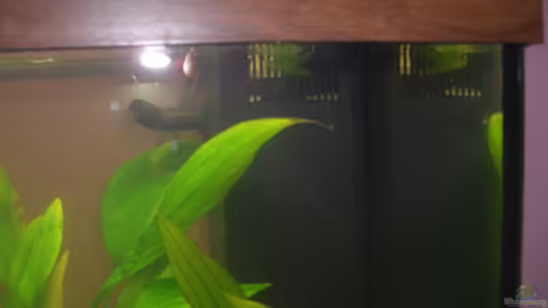 Technik im Aquarium Juwel Rio 180 von Lollipop (24)