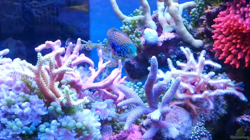 Technik im Aquarium Juwel Rio 180 von Tamara Sonnenberg - Stühmer (5)