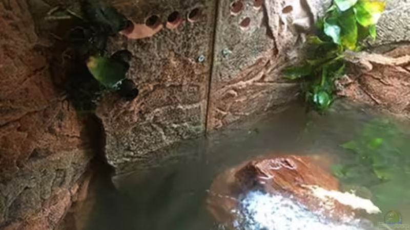 Technik im Aquarium Juwel Trigon 190 &quot;MALAVI&quot; CW von Christian Wiederanders (35)