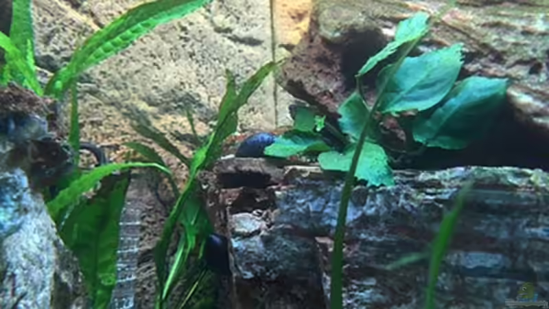 Technik im Aquarium Juwel Trigon 190 &quot;MALAVI&quot; CW von Christian Wiederanders (42)