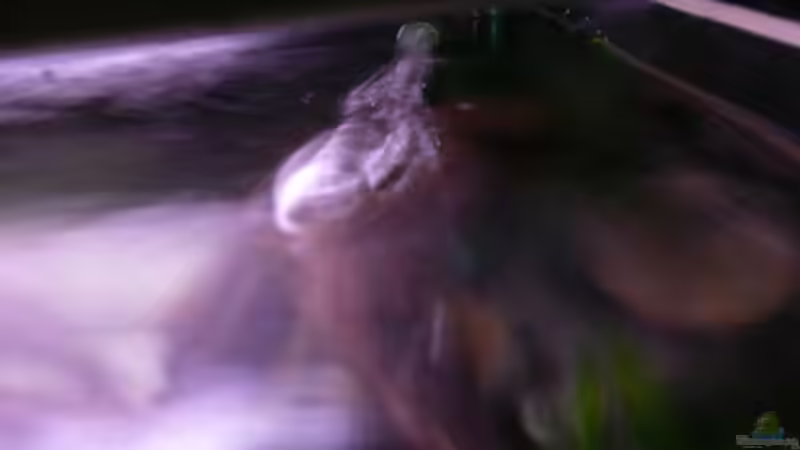 Technik im Aquarium Kakadus von Cichlid Power (22)