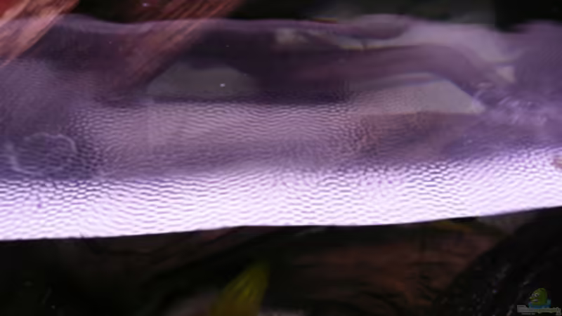 Technik im Aquarium Kakadus von Cichlid Power (24)