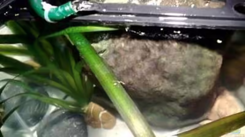 Technik im Aquarium kleine Barsche von Chris_R. (22)