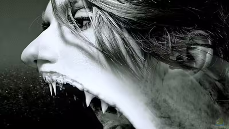 Technik im Aquarium kleine Barsche von Chris_R. (24)