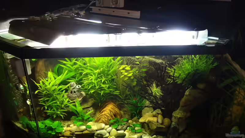 Technik im Aquarium Kleine Unterwasserwelt von mcfly (50)