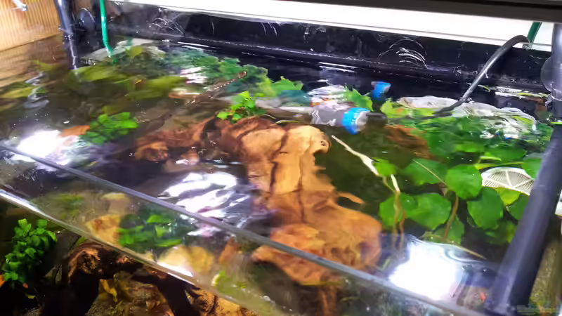 Technik im Aquarium Kleines Becken von Erschreckerbär (3)