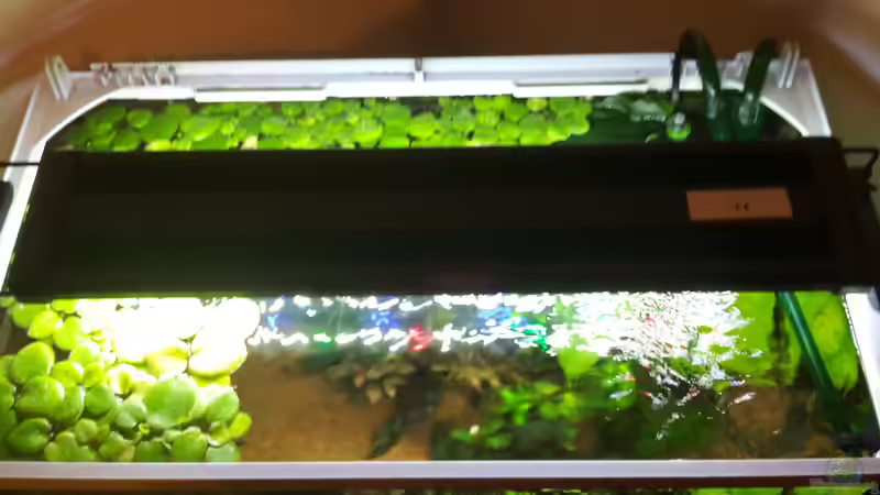 Technik im Aquarium Kleines Gesellschaftsbecken von rams (12)