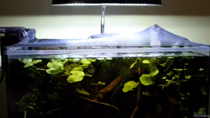 Technik im Aquarium kleines schwarzes von die Perle... (21)