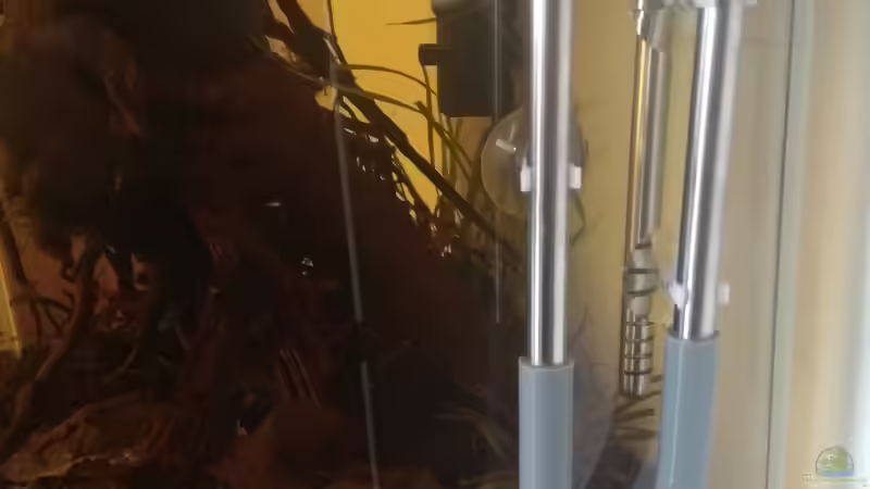 Technik im Aquarium kleines Schwarzwasser von CzudemP (21)