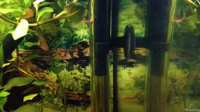 Technik im Aquarium Kleines Stück Südamerika von Enzio (13)