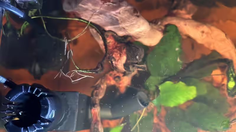 Technik im Aquarium Küchen-Aquarium von Thilo (14)