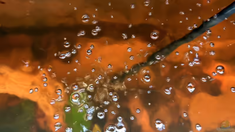 Technik im Aquarium Küchen-Aquarium von Thilo (17)