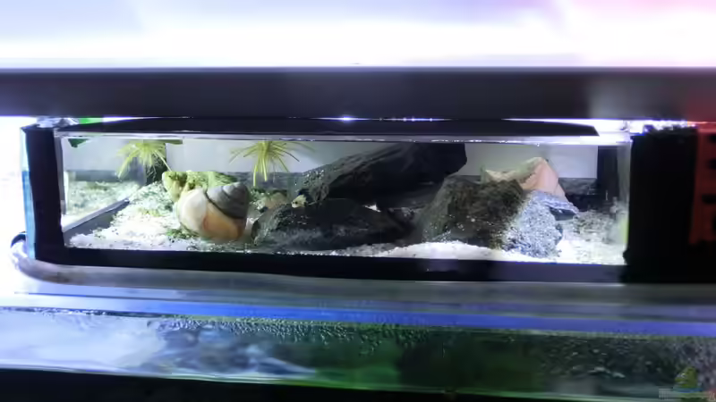 Technik im Aquarium Küchen Flatscreen Wandaquarium aufgelöst von The BugZ (16)