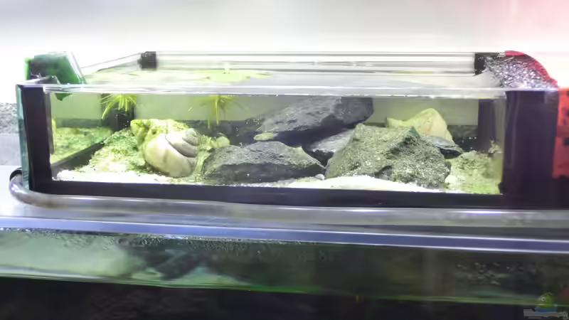 Technik im Aquarium Küchen Flatscreen Wandaquarium aufgelöst von The BugZ (17)