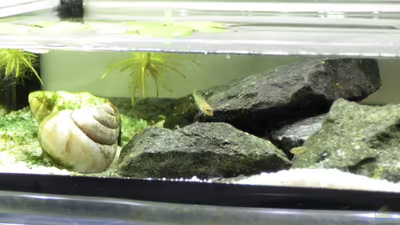 Technik im Aquarium Küchen Flatscreen Wandaquarium aufgelöst von The BugZ (18)