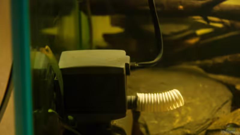 Technik im Aquarium L 201 von Cichlid Power (10)