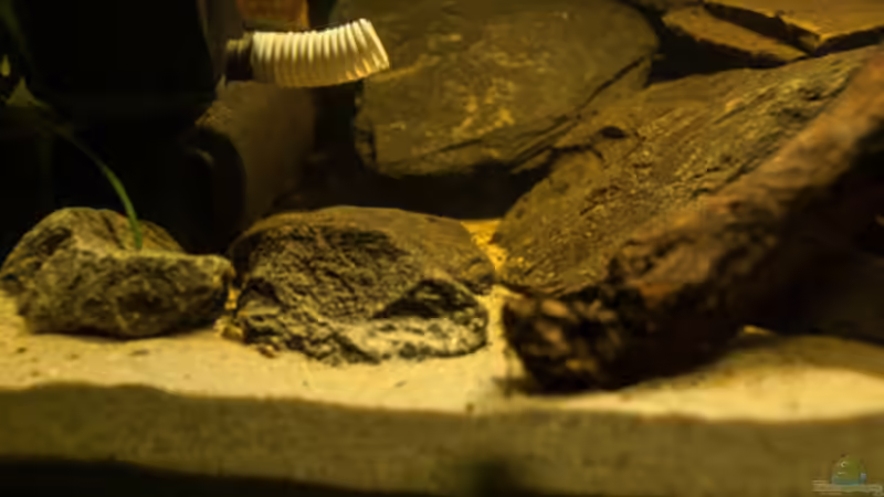 Technik im Aquarium L 201 von Cichlid Power (9)