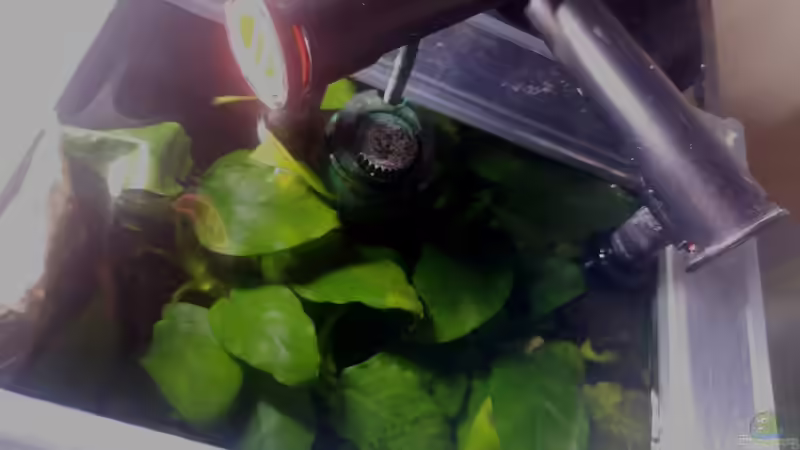 Technik im Aquarium Lost Car -  Fluval Edge I von Mas Max (6)