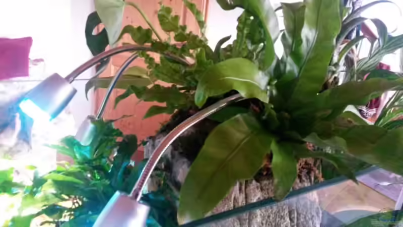 Technik im Aquarium Low tech Riparium von Markaroni (55)