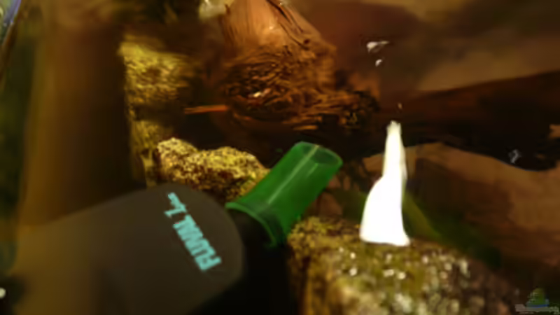 Technik im Aquarium M. r.+A. sp.r.F. von Cichlid Power (14)