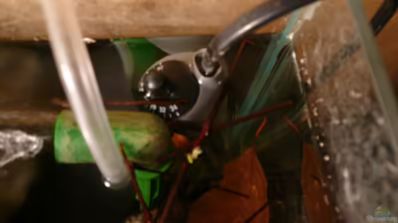 Technik im Aquarium M. r.+A. sp.r.F. von Cichlid Power (15)