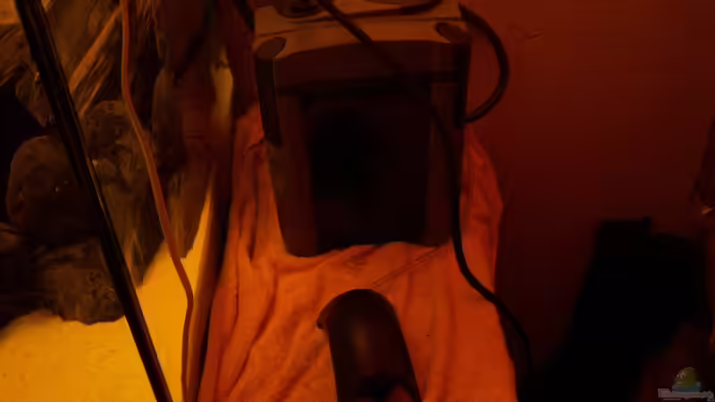 Technik im Aquarium Malawi-Marmor von BRANDNEW (10)