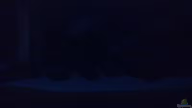 Technik im Aquarium Malawi-Marmor von BRANDNEW (12)