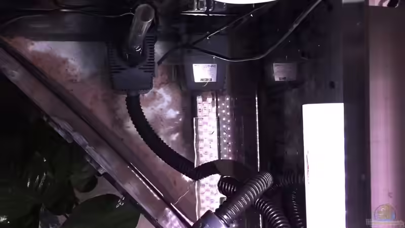 Technik im Aquarium Malawi Non-Mbuna von andi15 (5)