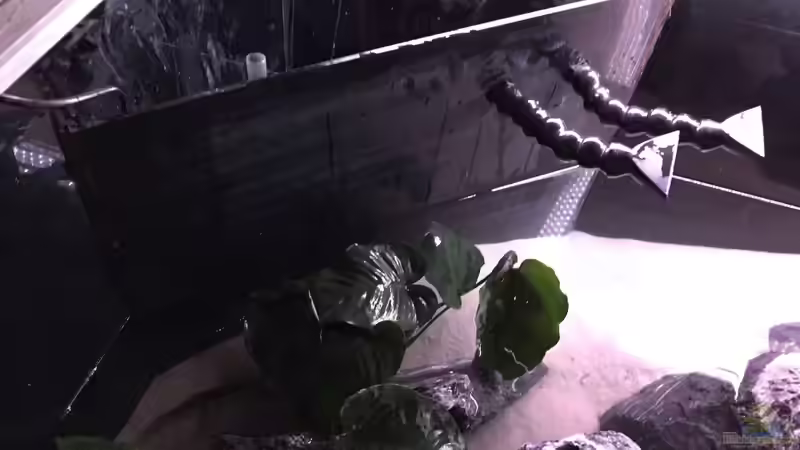 Technik im Aquarium Malawi Non-Mbuna von andi15 (6)