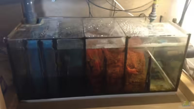 Technik im Aquarium Malawi Räuber von Wimmer Jürgen (17)