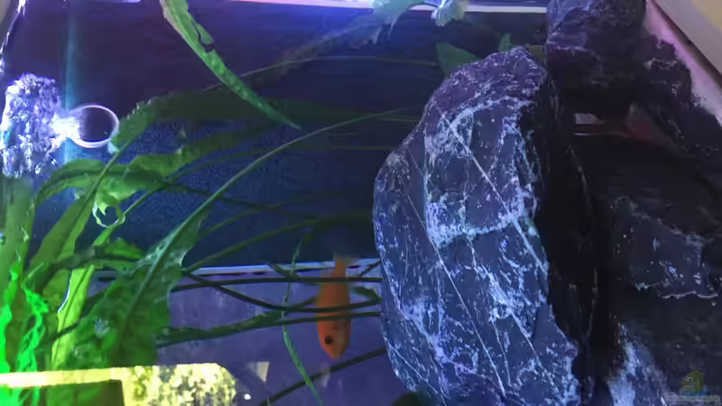 Technik im Aquarium Malawi Studio von Living Trees (7)