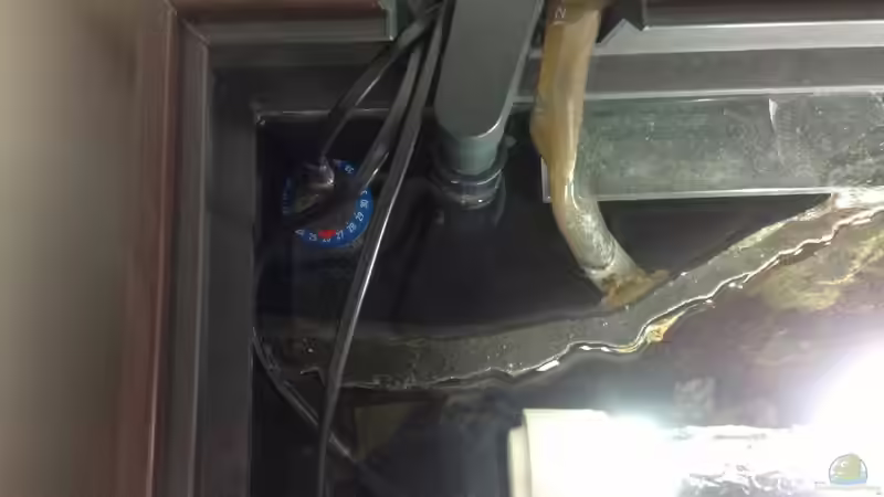 Technik im Aquarium Malawi von Aquaflo (13)
