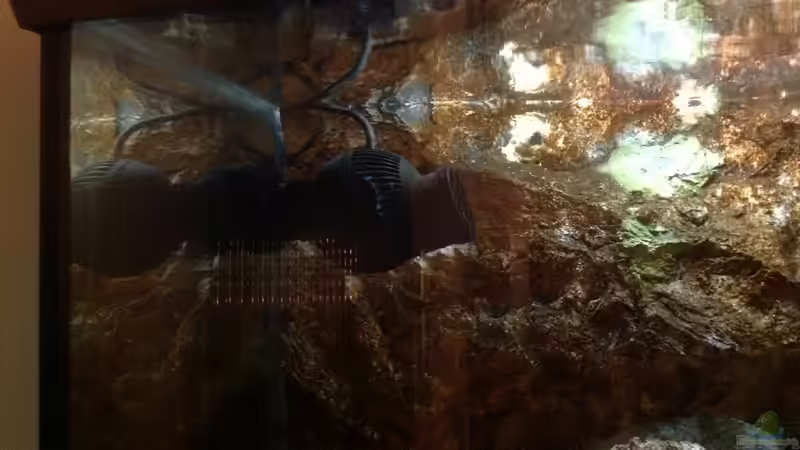 Technik im Aquarium Malawi von Aquaflo (16)