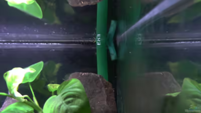 Technik im Aquarium Malawi von Cichlid Power (38)