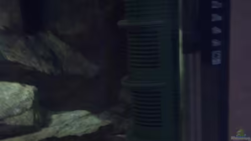 Technik im Aquarium Malawi von Harte84 (5)