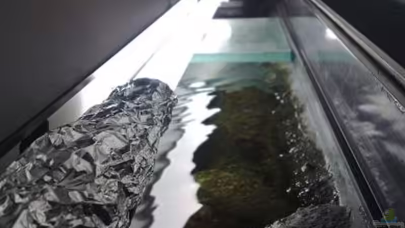 Technik im Aquarium Malawi Wohnzimmer (aufgelöst) von Zigermandli (22)