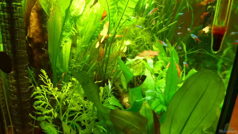 Technik im Aquarium Manni  Rio 125 von Manfred Feinhals (6)