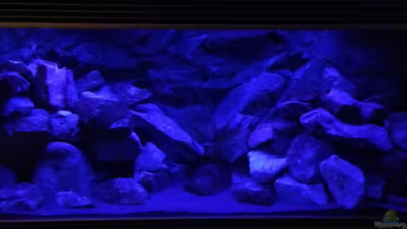 Technik im Aquarium Mbuna Rocks von Green Zebra (11)